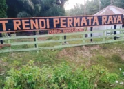 Diduga PT Rendi Menanam Sawit di pinggir anak sungai danau aboran dn laboling Desa Singkuang 1 Kec Muara Batang Gadis Kab Mandailing Natal Provinsi Sumatera Utara